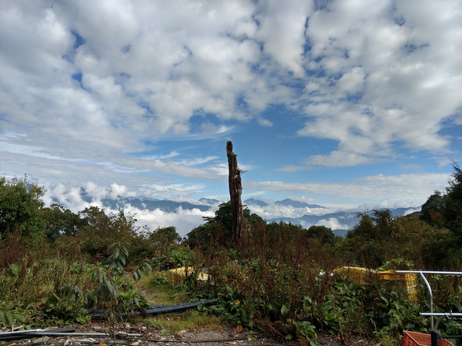合歡山公路壯麗高山雲海與挺拔枯木
